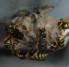 wasp nest removal in Knaresborough