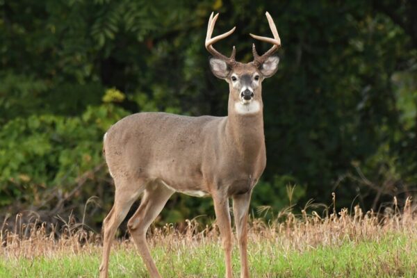 Hunting Outfitters in Illinois